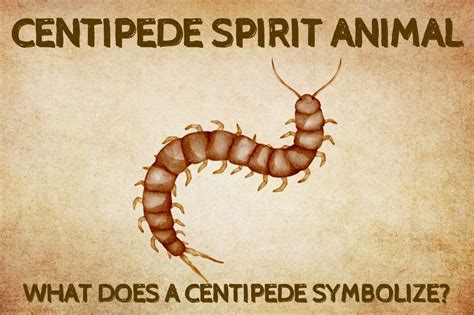 dream of a centipede|centipede spirit animal.